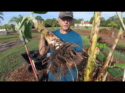 Video: Apa Itu Pisang Plant Pups: Cara Memisahkan Pisang Pohon Pisang