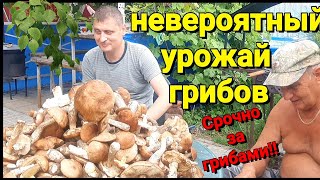 Срочно в Лес за Грибами!!! Невероятный Урожай Грибов. Пора Собирать Грибы. Поход за грибами 2023.