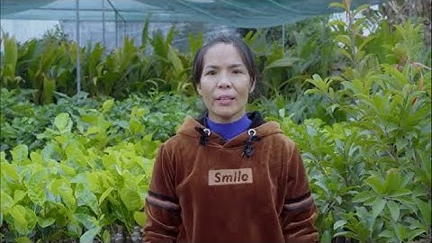 Giống Cây Trồng Đại Học Nông Nghiệp 1 |Hương Miên - Cung Cấp Giống Cây Trên Toàn Quốc