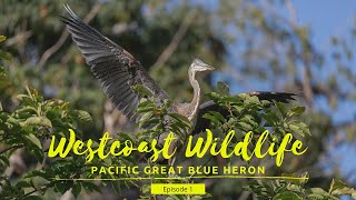 Westcoast Wildlife: Pacific Great Blue Heron  Episode 1