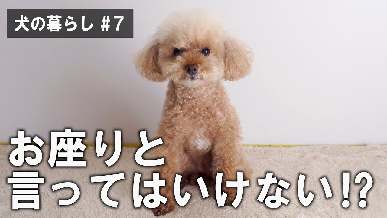犬の暮らし 7 正しいお座りの教え方 公開します Youtube