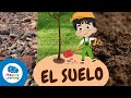 Quiz sobre el Suelo y los Árboles