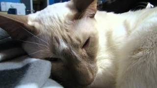 Cat Tremors/Shivering/Muscle Spasms