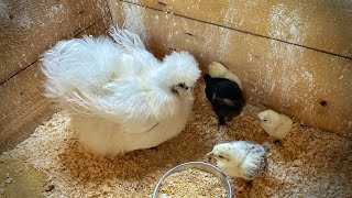 Creo un Habitáculo para los Pollitos y la Gallina Sedosa