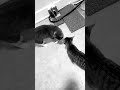 #music #remix #canadalife #catlife #പൂച്ച #cat #cutecat #poochandi