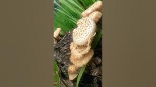 #alamdesa #petani iksan skuter-logika mana