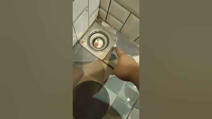 aksi kucing yang mengejutkan masuk ke dalam pembuangan air di kamar mandi