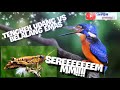 Tengkek Udang Vs Belalang Emas Kombinasi Masteran Burung Juara Mp3 - Mp4 Download