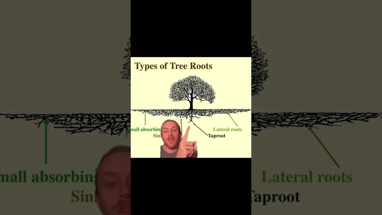 Tree Roots Usually Don T Go Very Deep 