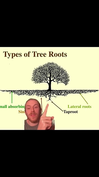 Tree roots usually don't go very deep!