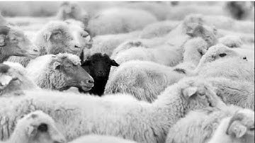 PQR - แกะดำ(blacksheep)