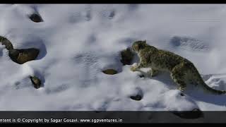 SGP Snow Leopard Expeditions, India.