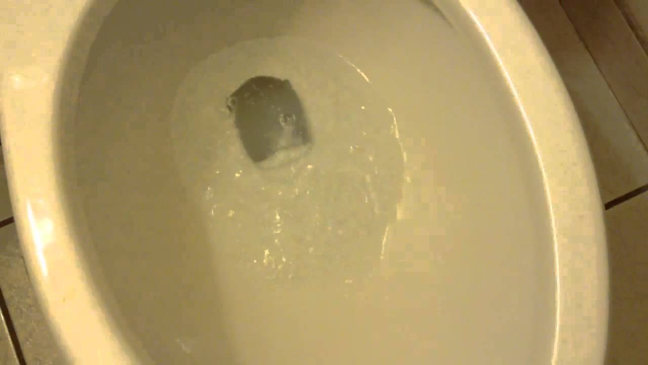 2. Early 2000\'s American Standard Pressure Assisted Cadet toilet ... 2. Early 2000\'s American Standard Pressure Assisted Cadet toilet ...
