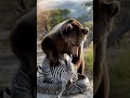 The bear tries to save the zebra from the python #animals