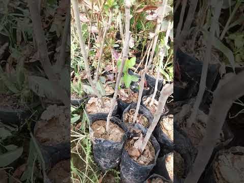 شراء أشجار التفاح أون لاين للزراعة المنزلية وتوصيل لكل مكان في مصر