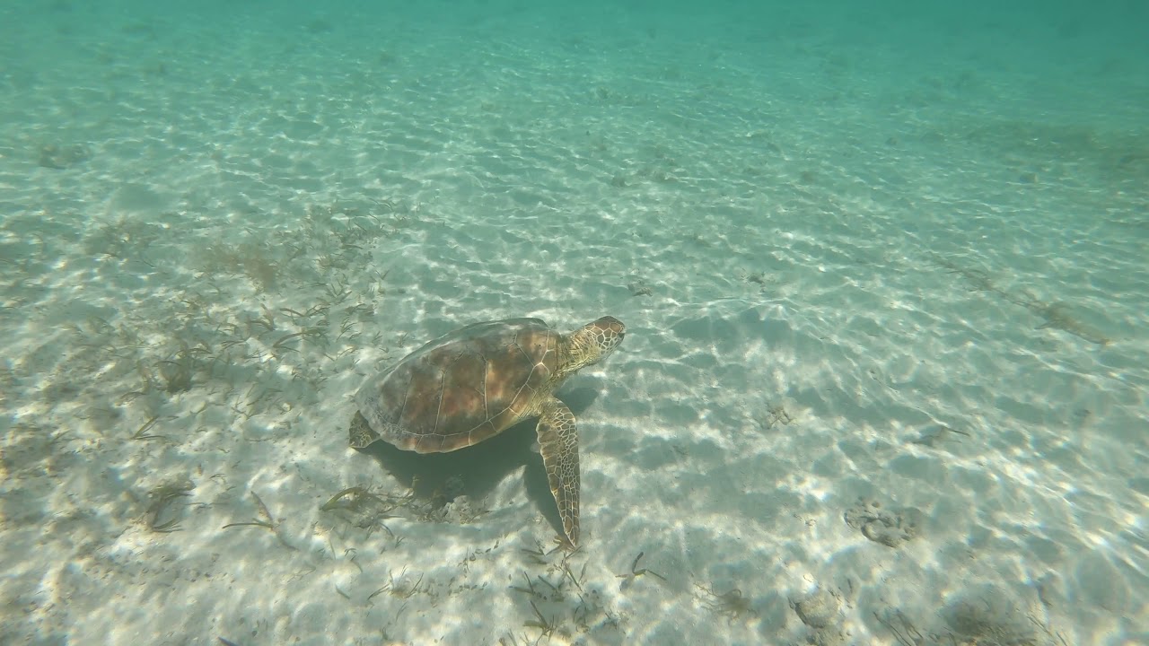 Turtle Foraging Green turtle foraging in shallow water at Îlot Maître, New Caledonia ...