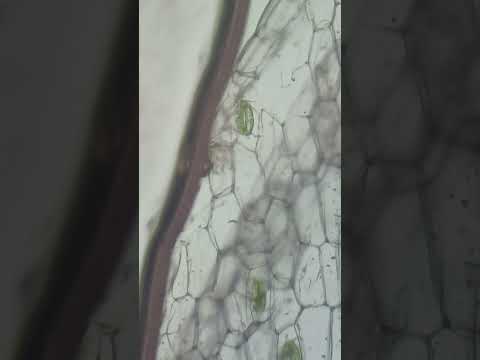 Устьица (зелёные клетки), через которые проходит дыхание и испарение воды у растений