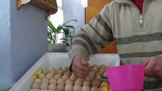 Инкубация куриных яиц - день 3. Увлажнение и переворот яиц в инкубаторе Квочка МИ 30-1Э