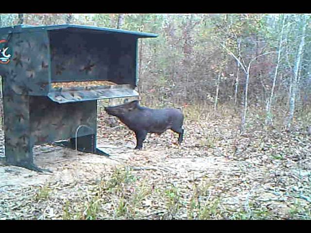⁣Wild Boar Hog confussed at the Double "D" deer feeder.