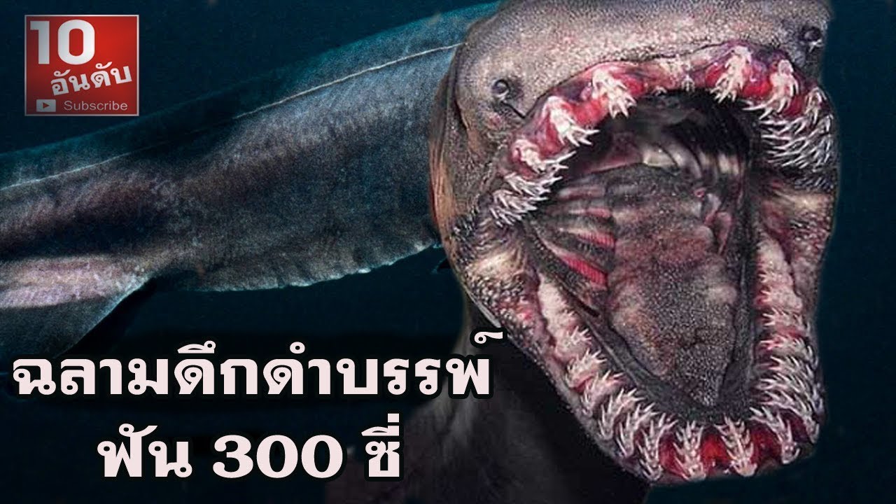 ฉลามดึกดำบรรพ์กับฟัน 300 ซี่ ซากดึกดำบรรพ์ที่ยังมีชีวิต
