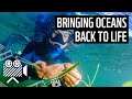 Bringing oceans back to life  uk nature restoration  wwf