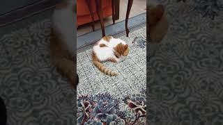 Kedi boncuk namı diğer çaydalak
