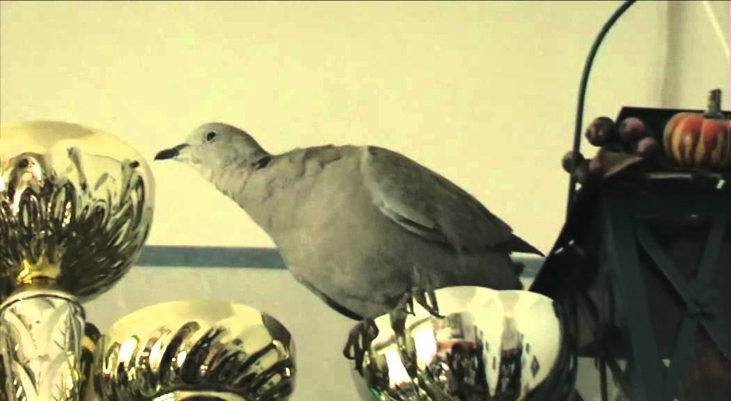 Collared Dove baby "Singing" 1. YouTube