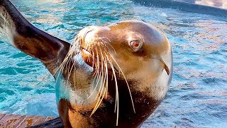 Get ready to fall in love with crockett the california sea lion from
wildlife world zoo! hailee has some fun facts about this great
showman... is on...