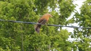 ガビチョウ（画眉鳥）の囀り　Chinese Hwamei (Garrulax canorus） in Japan　HD