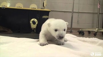 Những bước đầu tiên của một bé Polar Bear