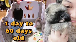 Watching a Puppy Grow | The first 60 days | Newborn Pomeranian Puppy