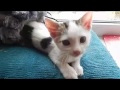 Играющий котенок, милый котенок Артик:) Забавные котята:) Про котов :)
