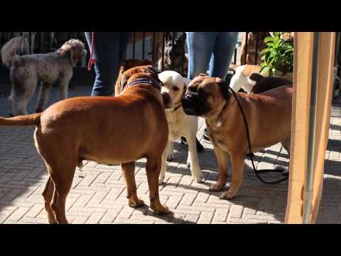 Video: Bullmastiff-honde Ras Allergene, Gesondheid En Lewensduur