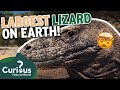 Meet the dominant predator  a komodo dragon   1000 days for the planet  curious natural world