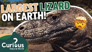 Meet The Dominant Predator  A Komodo DRAGON!  | 1000 Days For The Planet | Curious?: Natural World