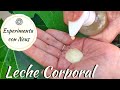 Leche corporal con emulsionante casero, Ester de Sucre