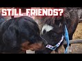 Oh no!😱 The rope is gone! With our funny sons and ponies. Deworming and more. | Friesian Horses