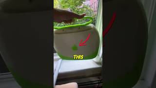 Unexpected Find in the Closet #shorts