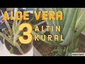 1 Dakikada Aloe Vera Hakkında Herşey- Her evde olmalı!