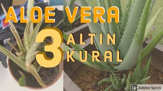 1 Dakikada Aloe Vera Hakkında Herşey- Her evde olmalı! Resimi