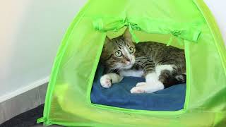 Neat Cat Bathes in His Tent