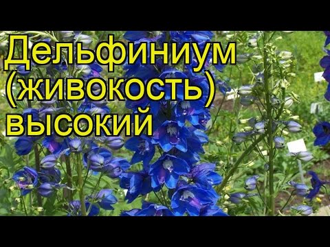 Video: Delphinium Modrá