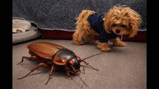 My Dog Reacts to Giant Cockroach
