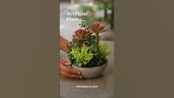 Greenery that’s easy to maintain - Artificial Plants by Mora Taara