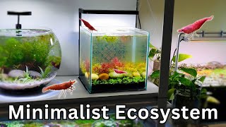 I Made a Tiny Ecosystem in a Fish Tank (Sold for $$$?)