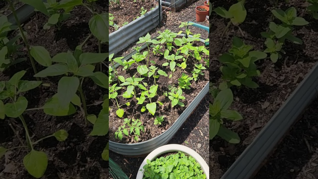 Sunflower Garden Bed