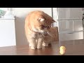 Exotic shorthair with too cute hands holding a japanese tumbler doll の動画、YouTube動画。