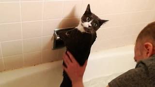 Adorable cat Lonzo cries throughout his entire bath by LitterNose 3,738 views 4 years ago 4 minutes, 13 seconds