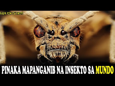10 Pinaka mapanganib na insekto sa mundo | Pinaka Delikadong insekto | Dangerous insects |