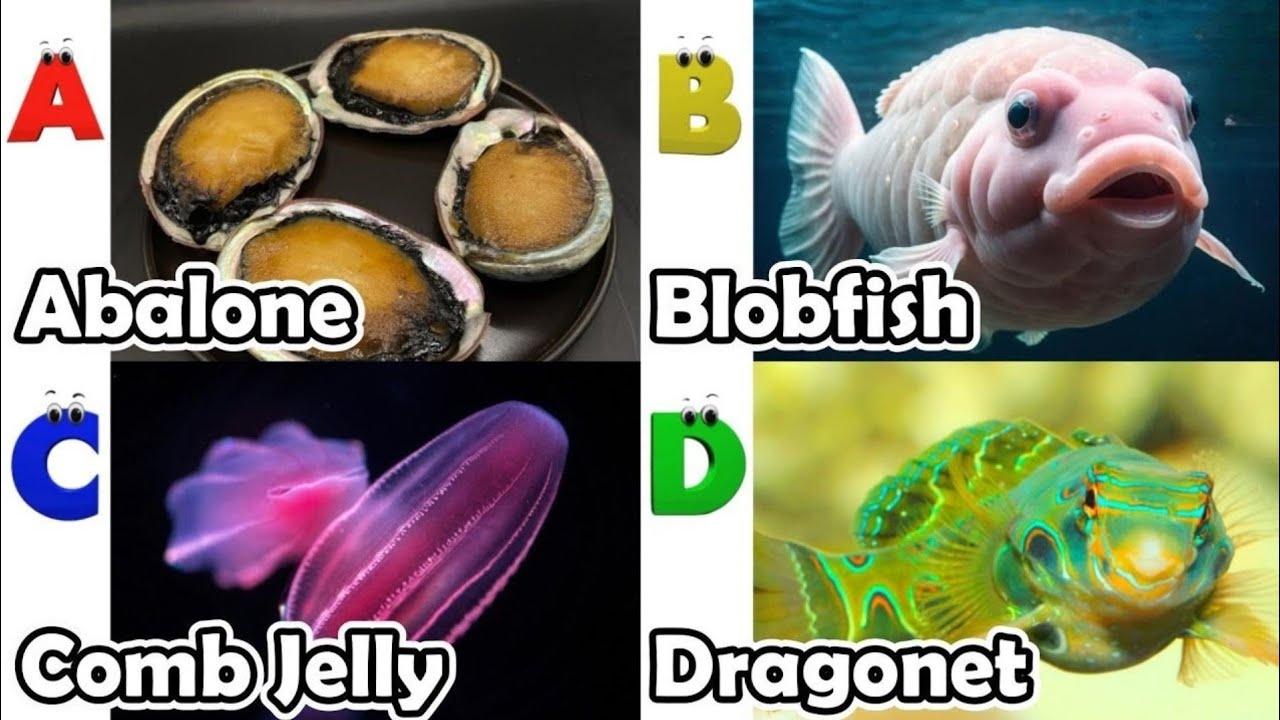 Животные из алфавита | Животные сафари по алфавиту 18TH2261 | Песенка про животных по алфавиту дл...